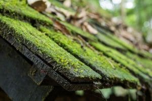 moss on the roof shingles
