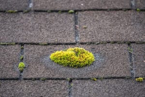 Moss, roof problem